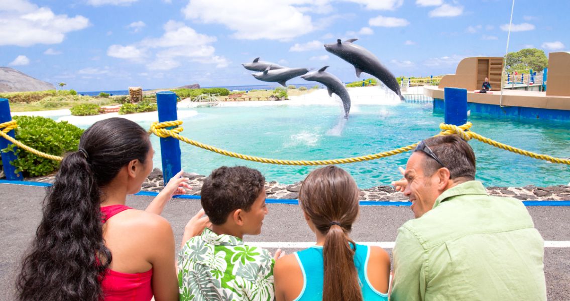Guests watching dolphin show